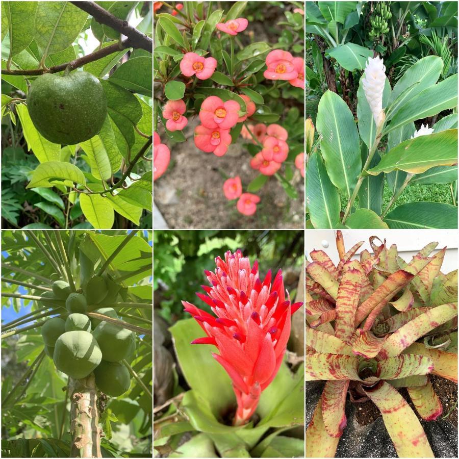Bella Casa Villa Rarotonga Bagian luar foto
